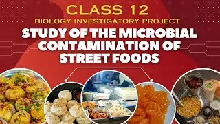 Study of the microbial contamination of street foods class 12th biology investigatory project