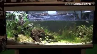 JBL Biotope Aquarium Contest 2013 - 2nd place, Anastasia Melnikova