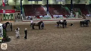 2023 NY Regional Morgan Horse Show: 195 - English Pleasure Championship