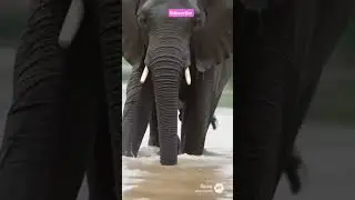 elephant rescue and help black tiger from muddy river 🤕 #rescue #help #animal #tiger #foryou