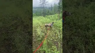 Misty tracking my husband and daughter. Lost scent indicating and re-locating the track.