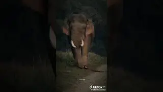 Most Beautiful (Asin) Elephant In the world. #trending #viral #beautiful #elephant #animals #shorts