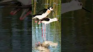Black-winged stilt Couple  Wincent   3Qnzw #bird #nature #wildlife
