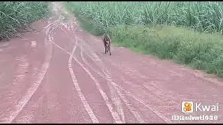 ca&ccedil;ada de veado americanos em cima corrida boa