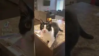 Cat begging for food!