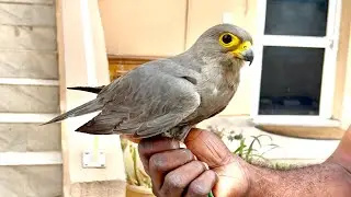 African Falcon