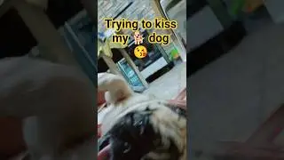 Trying to kiss my dog 🐕 showing you again how sweet, adorable 🥰 he is.#pug #viral #dog