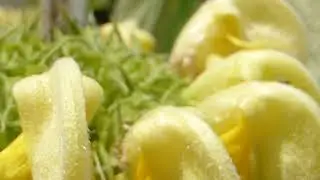 Sage - Phlomis russeliana - Runnafr&oacute;&eth;i - Skrautjurtir - Gar&eth;pl&ouml;ntur - Sumarbl&oacute;m - Gul bl&oacute;m