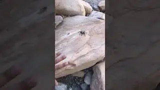 Tarantula Las Vegas Nevada red rock
