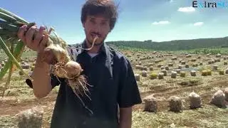 Iniciou a colheita da cebola em Rio das Antas/SC