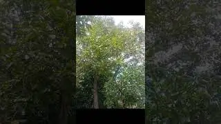 #phadai view 🤗#short video #