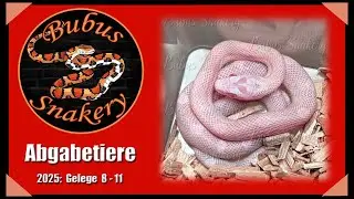 Abgabetiere 2025 - Gelege 8-11 (Kornnattern)