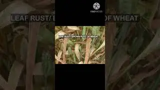 Leaf Rust/ Brown Rust of Wheat #shorts#agrohomeopathy