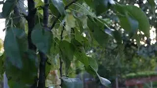 Relaxing music in nature for cooking | 1 HOUR |