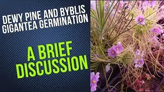 Dewy Pine And Byblis Gigantea Germination