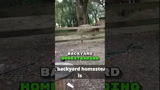 Backyard Homesteading: It's Not What You Think! #shorts