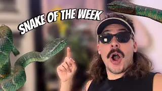 SNAKE OF THE WEEK:  Waglers Pit Viper