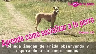 Cómo socializar a mi perro 20 Mayo 2017