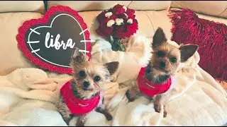 LIBRA February 2019 - Love Reading
