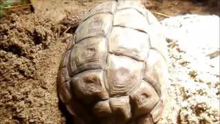 Homopus Areolatus in deposition