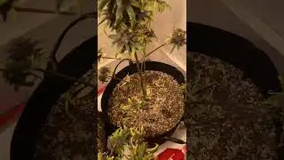 BBF Grow Closet Update