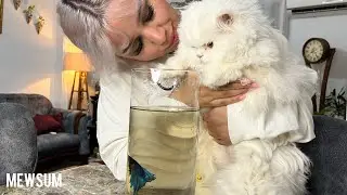 Betta Fish Water Change Through Our Cat&rsquo;s Eyes👀😸