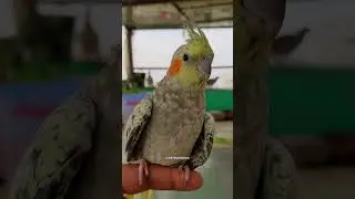 cutebirdspetsaviary #shorts #birds #budgies #parrot #parakeet #lovebirds #cockatiel