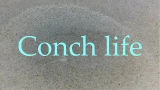 Muzcut - Conch life (ver 23)