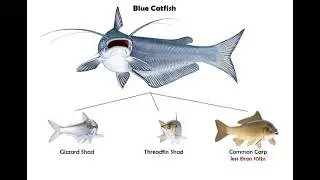 Blue Catfish Bait