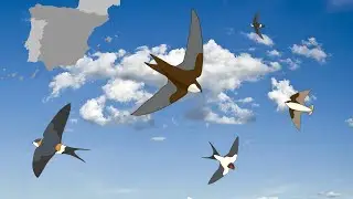 Cómo diferenciar TODAS las golondrinas, aviones y vencejos de la PENÍNSULA IBÉRICA