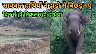सावधान हाथियों ने झुडो से बिछड़ गएदिन में ही निकल रही हथिया