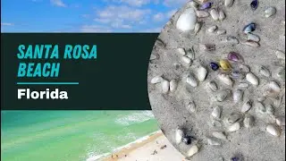Epic Florida Shelling Adventure: Santa Rosa Beach & Deer Lake State Park | Coquina Treasure Hunt!