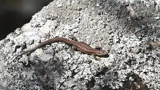 Zootoca vivipara are sunbathe