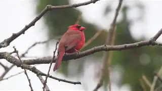 Handsome Peanut The Cardinal doing Spring Mating Calls Up Close to me Such a beauty! Watch in HD!