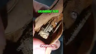 Gagambang Tigre sa Tuyong Dahon! #spiderdoc