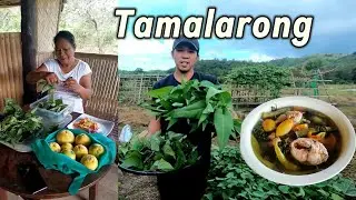 Ep.658- Nagsigang ng isda gamit ang bunga ng tamalarong | Buhay Probinsya