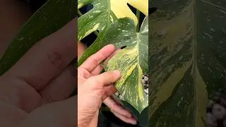 TRI-COLOR Monstera &lsquo;Simba&rsquo; (Thai Constellation) Explained