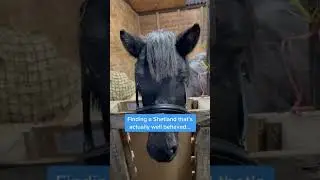 TikTok trend- Go Little Rockstar🤘 #cute #funny #shetland #shorts