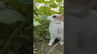 Bunny||Rabbit ||Bunny Blissful #bunnyeating #rabbit #healthyrabbitmeat #petrabbitcare #cute