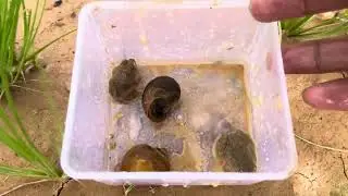 Catching frogs and snails 