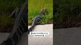 crocodile at my backyard in florida #ElyVez #crocodile #babycrocodile #backyard #florida #fyp