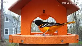 male baltimore oriole