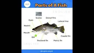 Parts of a fish | learn english