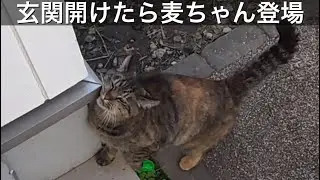 ドアを開けたら、麦ちゃんがお出迎え。野良猫、地域猫に餌やり。