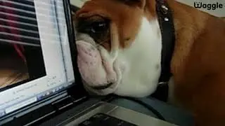 Animals vs. Technology