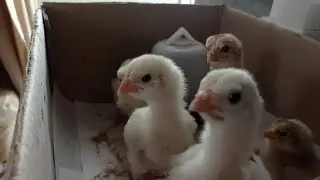 Aseel Heera chicks For Sale In Karachi | Kandhari Chicks available