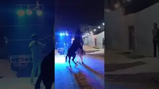 Desi Power + Rhythm 💪🏻🔥 | Haryana Ka Viral Horse Dance 🦅😇.. #shorts #new #viral #trending #ytsh