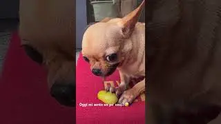 Contro tutti 🤣🤣 #cane #arrabbiato #chihuahua #animali #videosvirales #animals #giocareinsieme