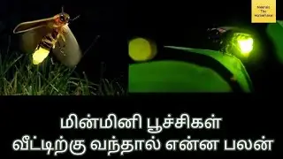 What are the benefits if glow bugs enter home?