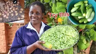 How to cold down chicken and boost egg production in poultry using CUCUMBERS